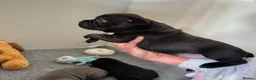 Staffordshire Bull Terrier dogs for sale: Blue Brindle Staffordshire bull terrier Puppies - Advert 3