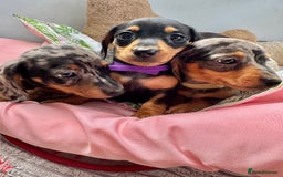 Miniature Dachshund dogs for sale: ✨ Adorabla Mini Kc PRA clear ready now  ✨✨ - Image 10