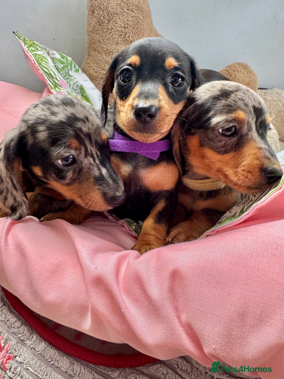 Miniature Dachshund dogs for sale: ✨ Adorabla Mini Kc PRA clear ready now  ✨✨ - Image 10