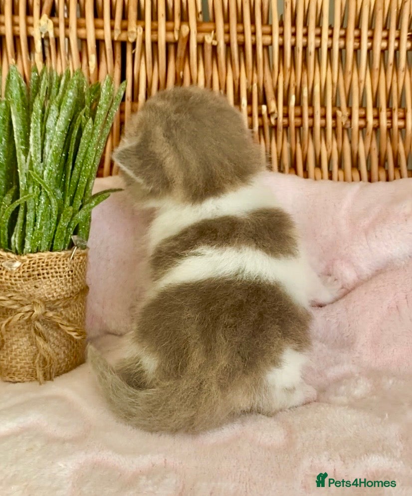 Scottish Fold cats 🧸EXTREMELY RARE TICA FAWN SCOTTISH/BSH 😻🧸 - Advert 1