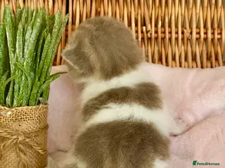 Scottish Fold cats 🧸EXTREMELY RARE TICA FAWN SCOTTISH/BSH 😻🧸 - Advert 11