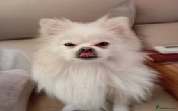 Pomeranian dogs for sale: 5 Pomeranian Puppies private sale Mum and Dad - Advert 1