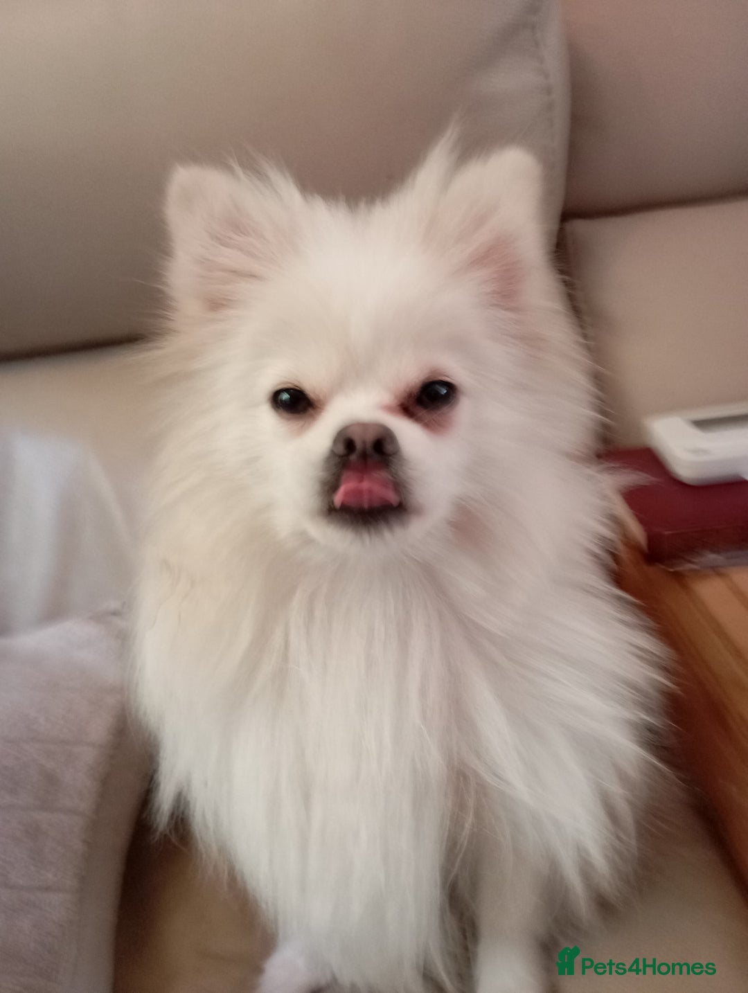 Pomeranian dogs for sale: 5 Pomeranian Puppies private sale Mum and Dad - Advert 1