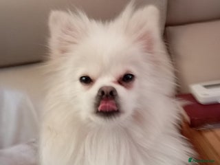 Pomeranian dogs for sale: 5 Pomeranian Puppies private sale Mum and Dad - Advert 1