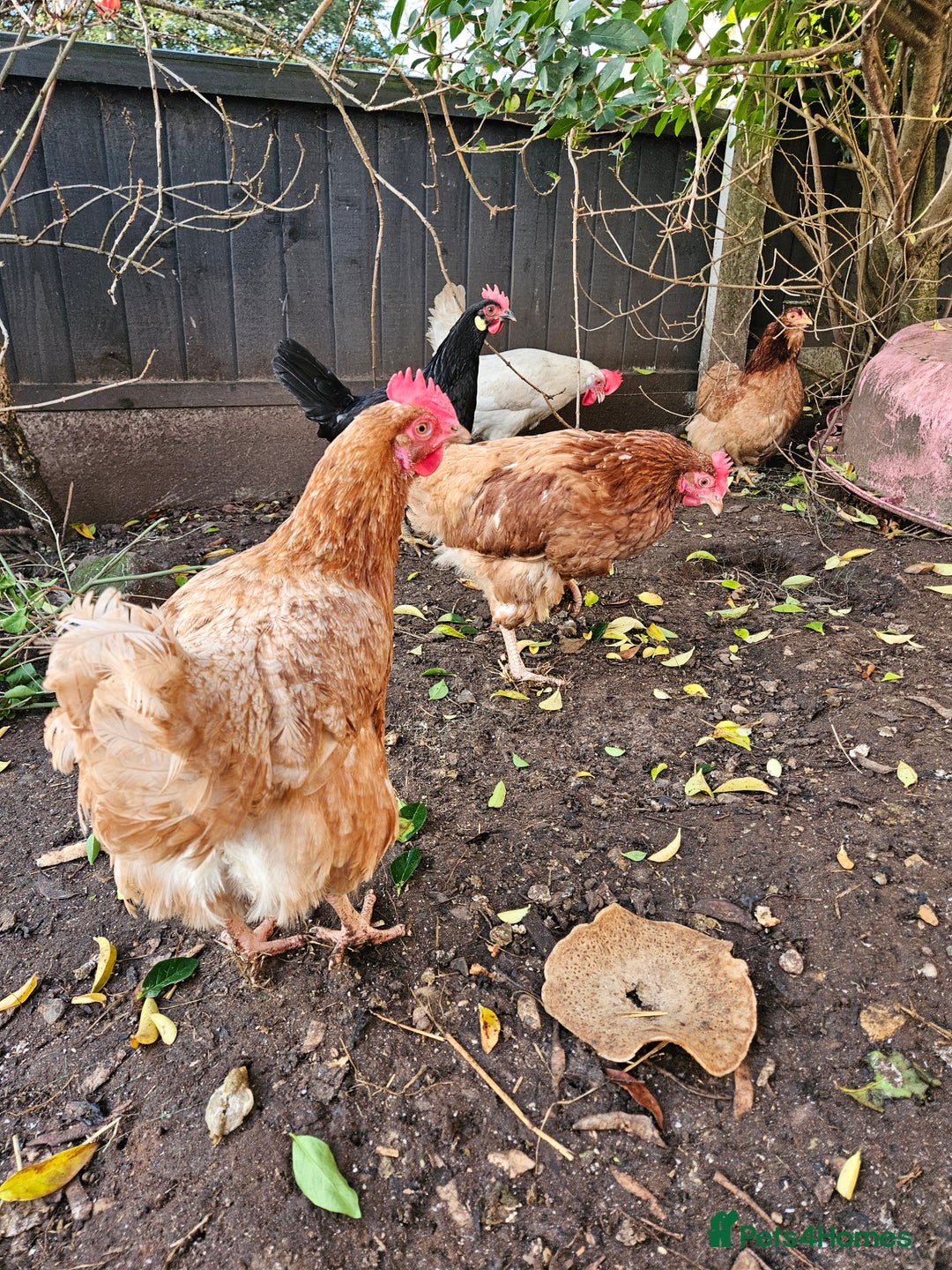 Chickens poultry for sale: 11 hens 1 cockrel  - Advert 2