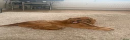 Cocker Spaniel dogs for sale: 6 Month Male Show Cocker Spaniel  - Advert 7