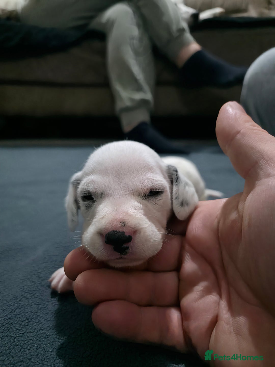Dalmatian dogs for sale: 100% DALMATIAN LITTER - Image 24