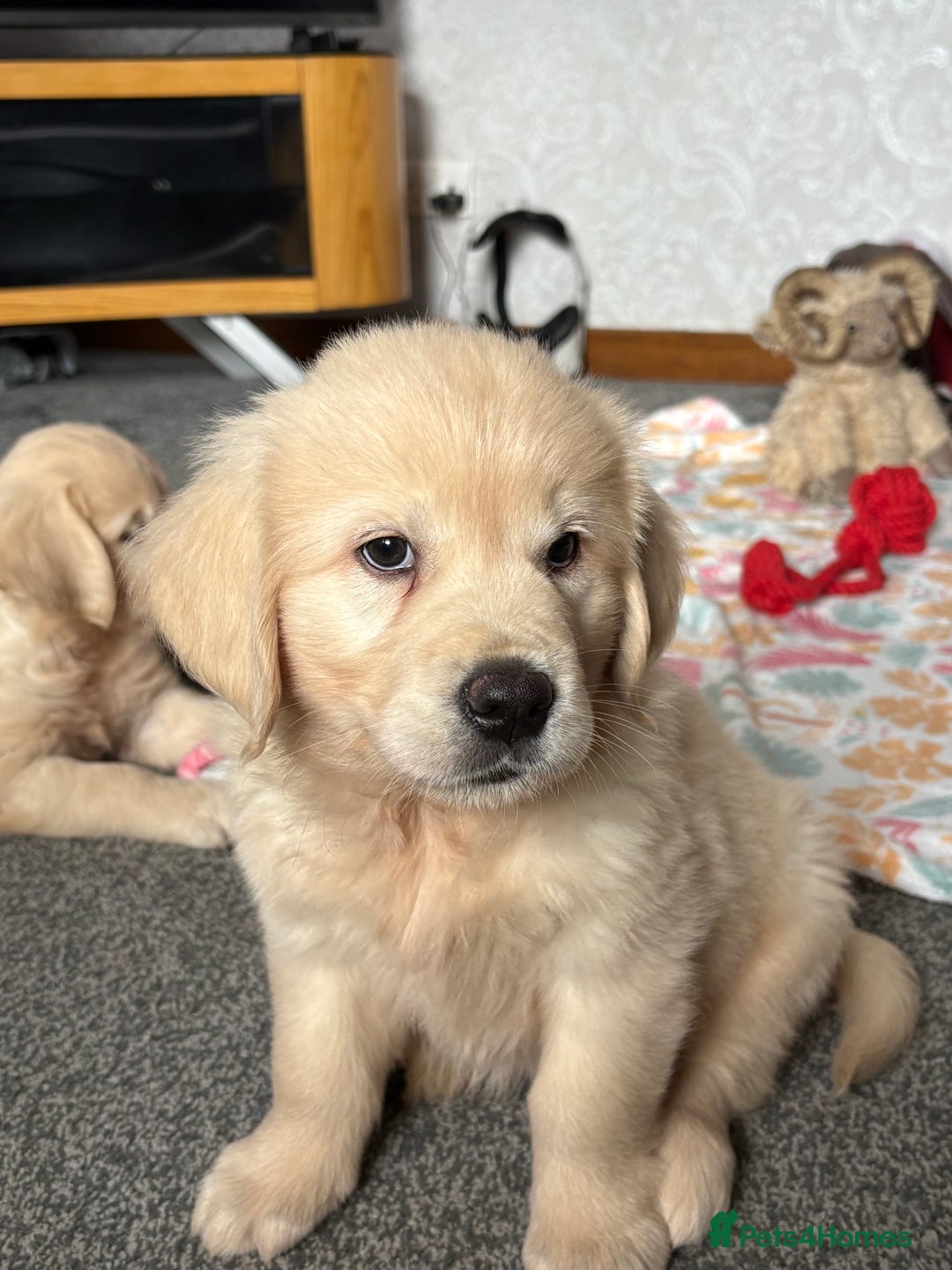 Golden Retriever dogs for sale: Golden retriever puppies  - Image 23