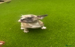 Mixed Breed dogs for sale: Staffordshire bull terrier x French bulldog Merle  - Image 1