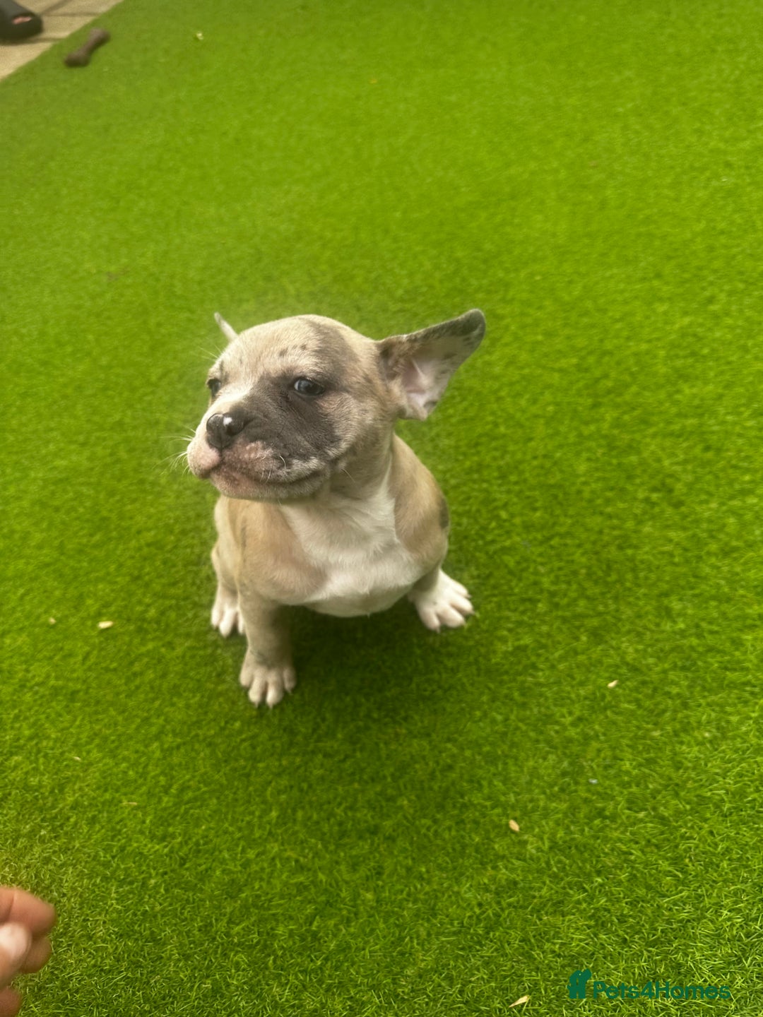 Mixed Breed dogs for sale: Staffordshire bull terrier x French bulldog Merle  - Image 1