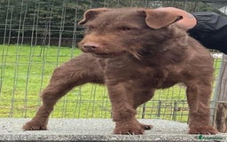 Patterdale Terrier dogs for sale: Patterdale dog - Image 3