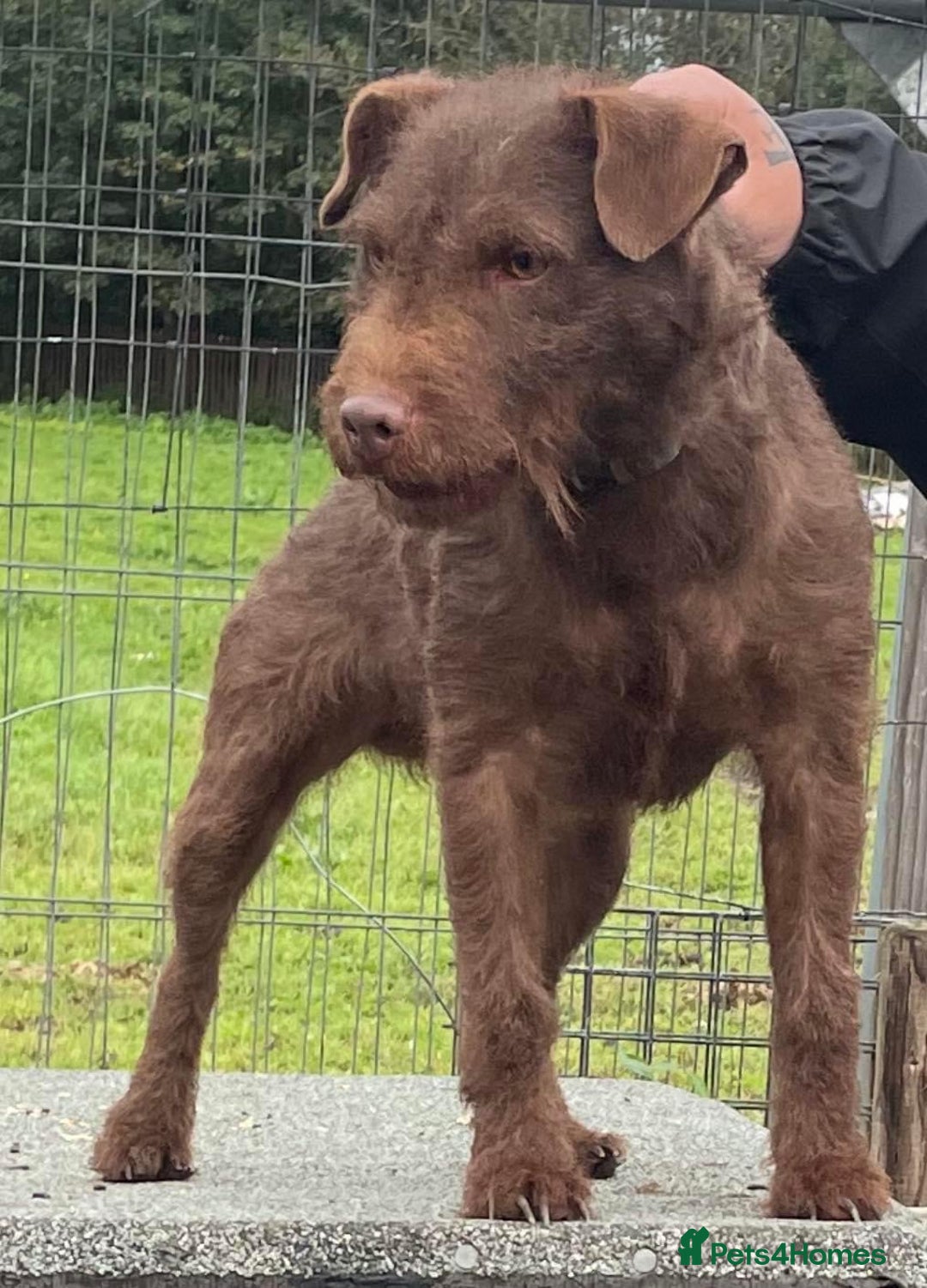 Patterdale Terrier dogs for sale: Patterdale dog - Image 3
