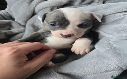 Staffordshire Bull Terrier dogs for sale: Staffordshire Bull Terrier  - Advert 3