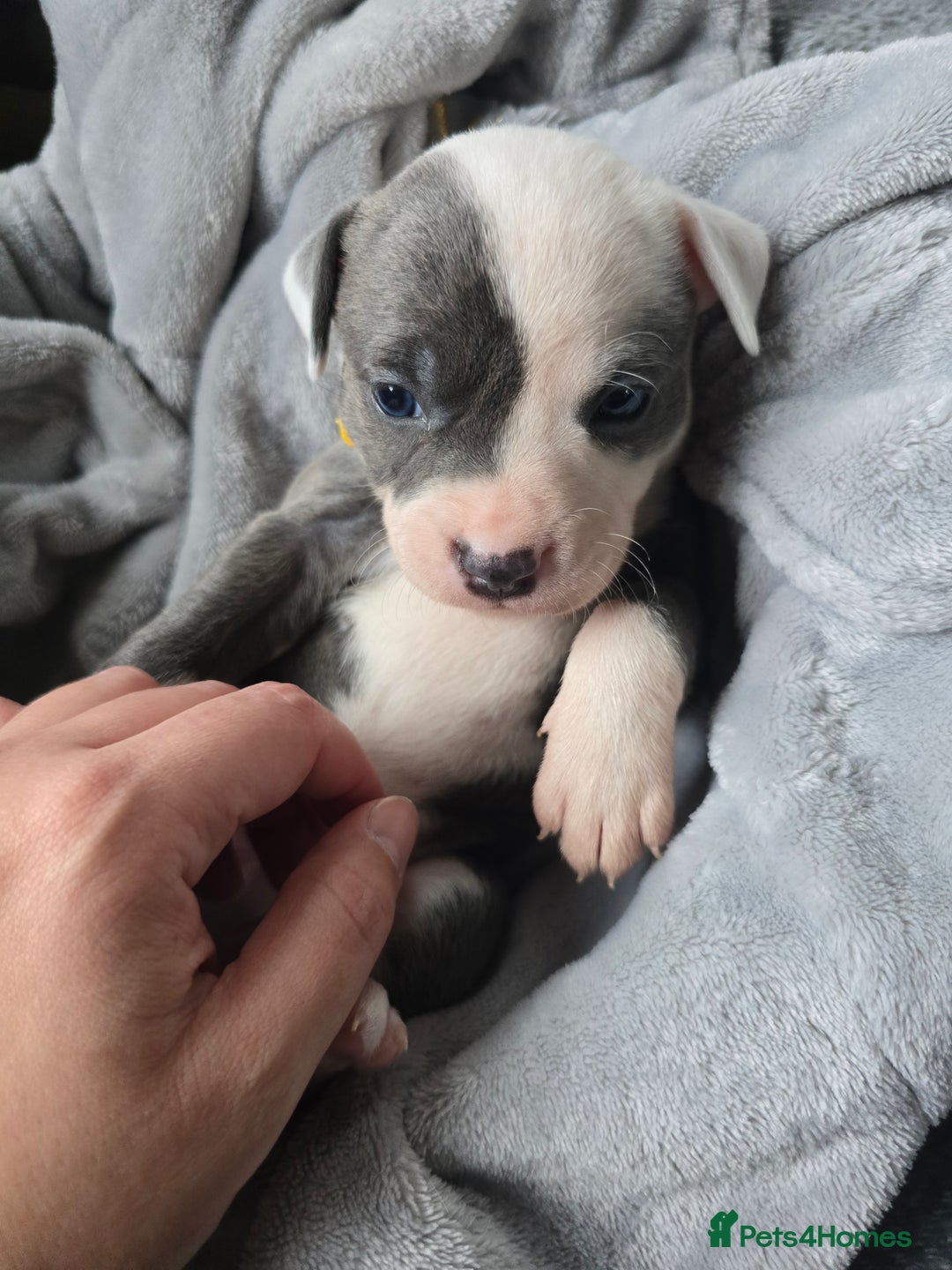 Staffordshire Bull Terrier dogs for sale: Staffordshire Bull Terrier  - Advert 3