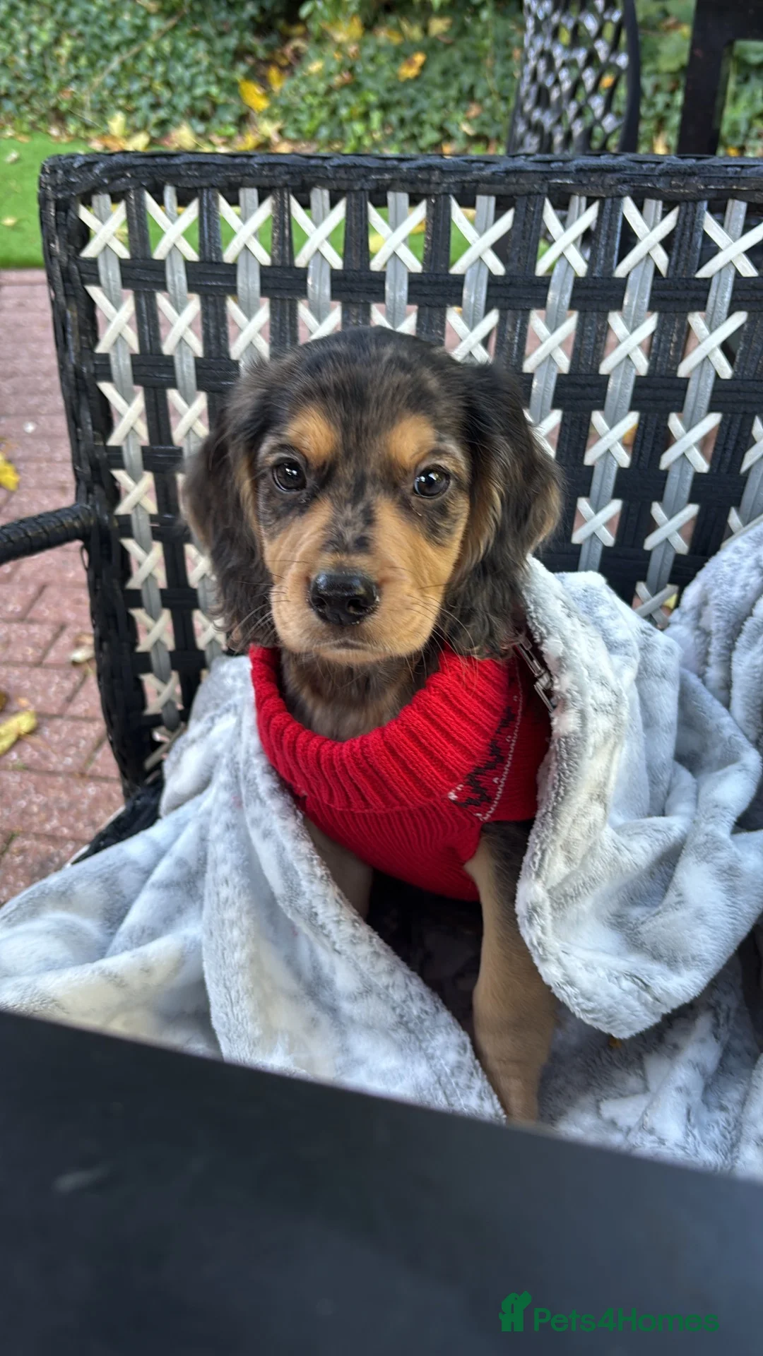 Cocker Spaniel dogs for sale: Cocker spaniel puppy in Lichfield - Advert 1