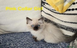 Ragdoll cats for sale: Beautiful ragdoll kittens - Image 18