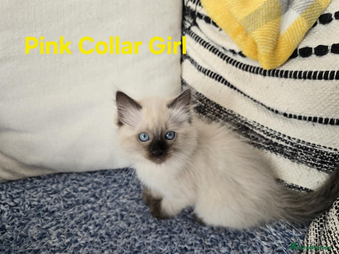 Ragdoll cats for sale: Beautiful ragdoll kittens - Image 18