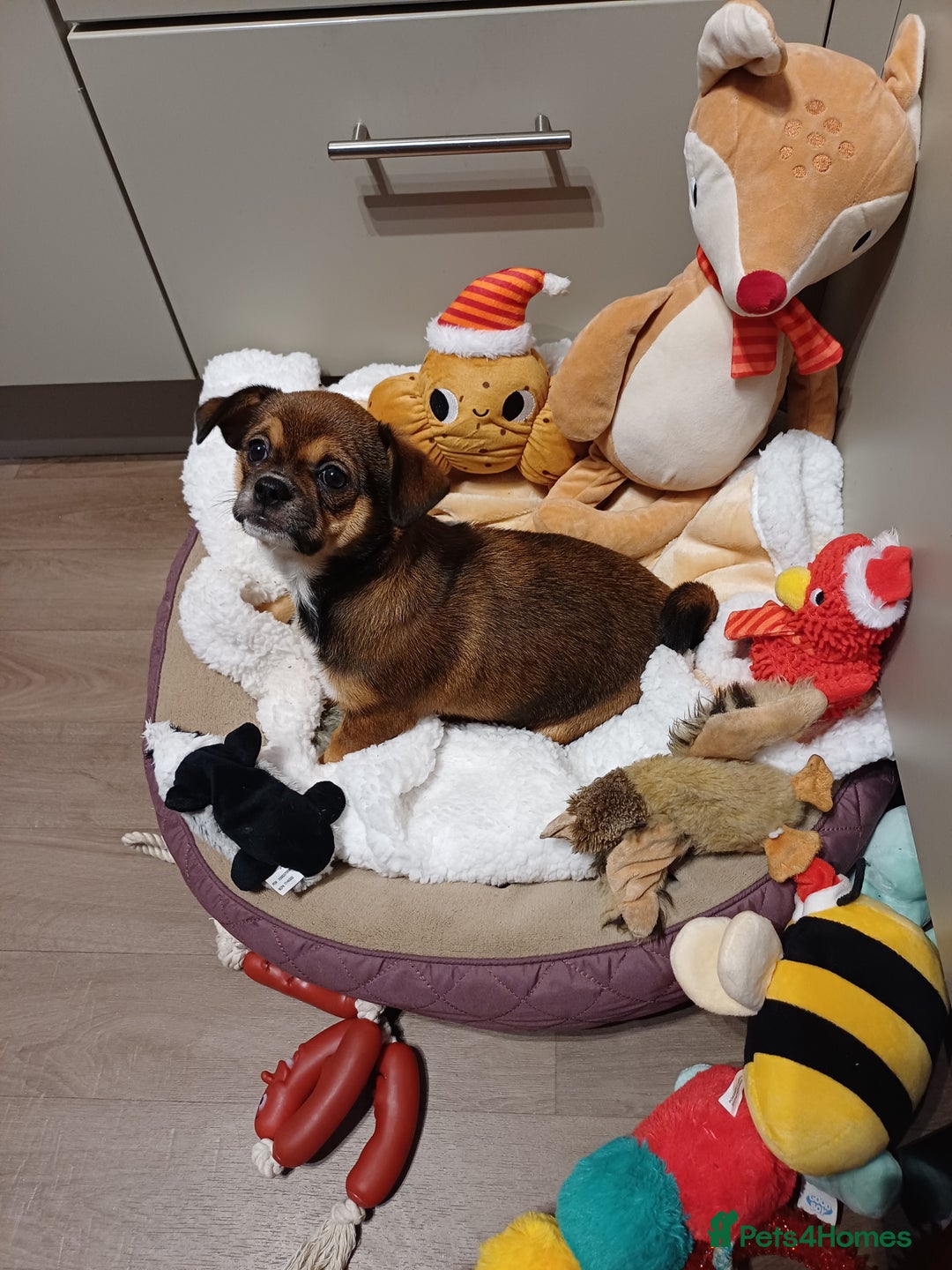 Mixed Breed dogs for sale: Beautiful 14 week old Shi Chi Puppy - Advert 2