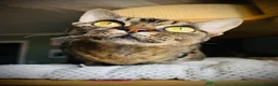 Devon Rex cats for sale: Last Kitten Available Devon Rex Tabby boy GCCF  - Advert 2