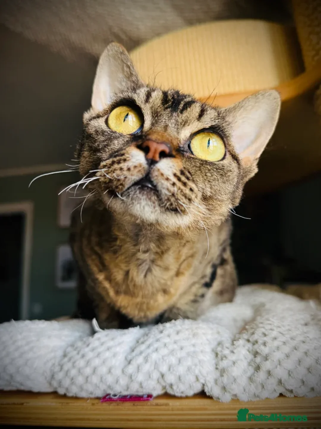 Devon Rex cats for sale: Last Kitten Available Devon Rex Tabby boy GCCF  - Advert 2