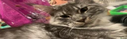 Maine Coon cats for sale: Maincoon 2 years old in Mirfield - Advert 3