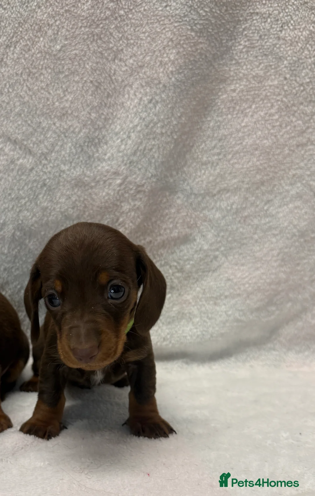 Dachshund dogs for sale: Kennel Club Registered & Health Tested - Advert 10
