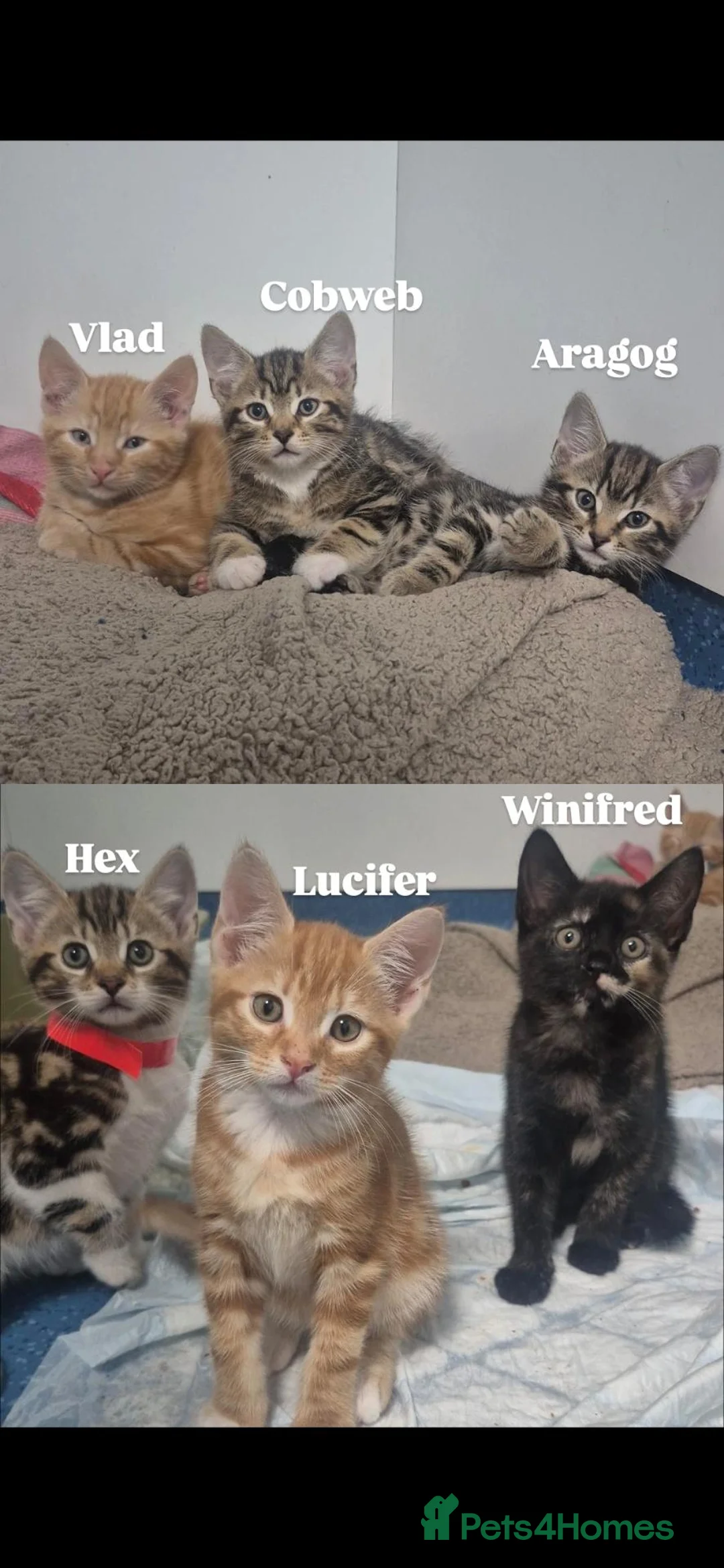 Domestic Shorthair cats for sale: One male & 1 female left. Foster kittens 😸 - Advert 1