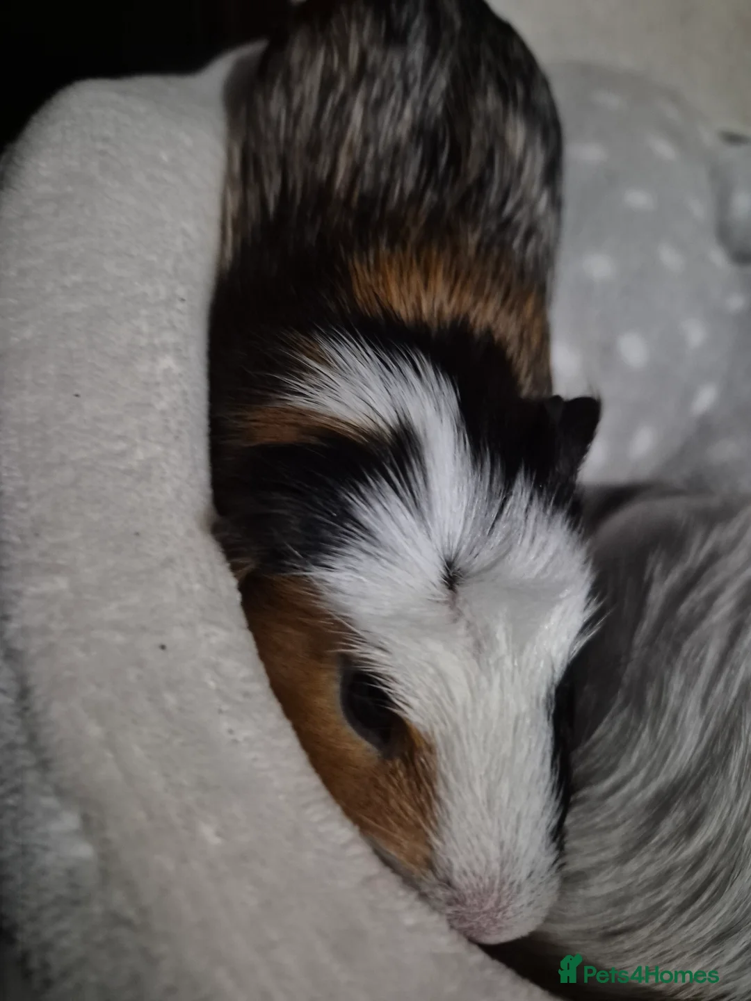 Guinea Pig rodents for sale: 2 male guinea pigs need rehoming asap.  in Ashford - Advert 2