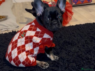 French Bulldog dogs Stunning french bulldog puppys - Advert 18