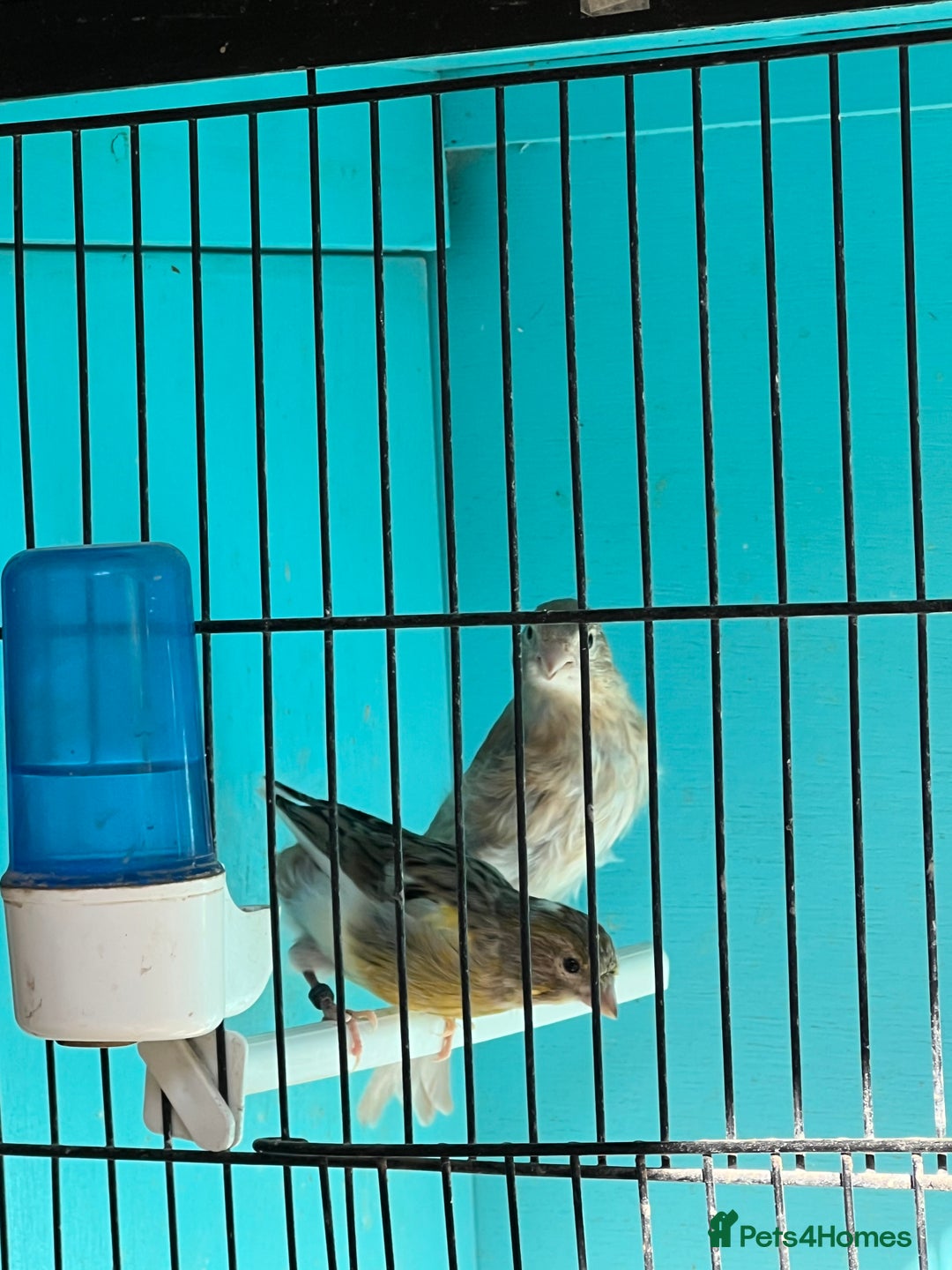 Canaries birds for sale: Young canaries  - Advert 22