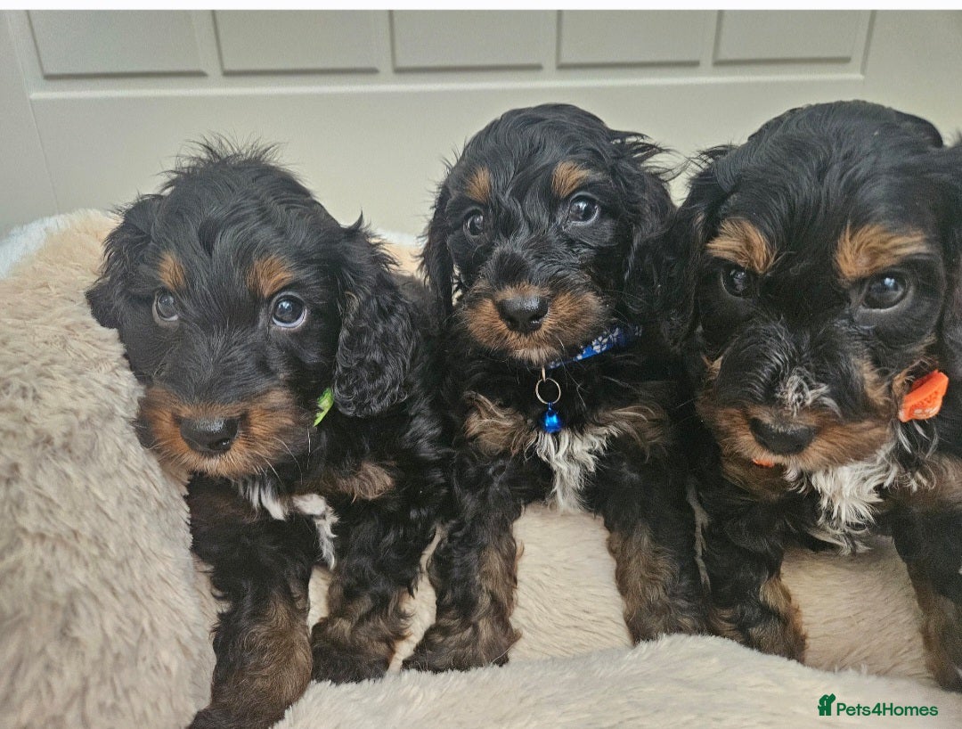 Cockapoo dogs Ready next week!Licensed insured breeder! Boys!! - Advert 1