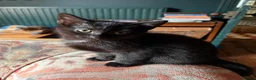Mixed Breed cats for sale: Four varied mixed breed kittens - Advert 28