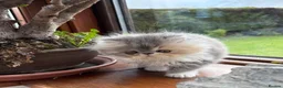 Persian cats for sale: Exotic long haired kittens male and female  - Advert 8