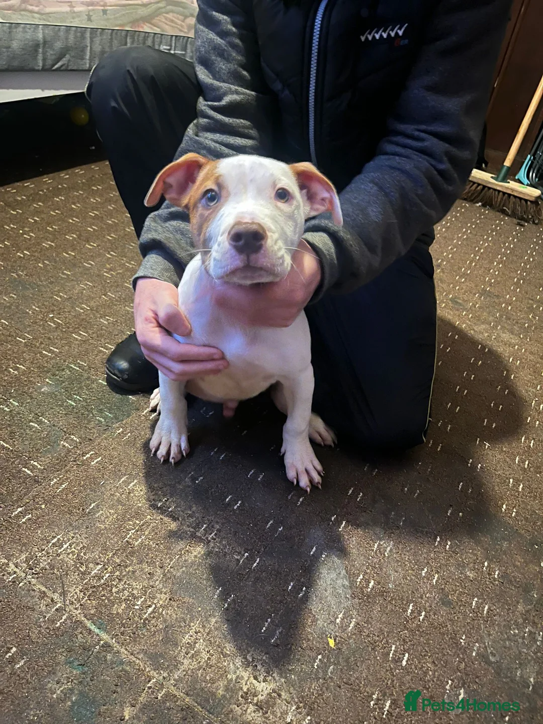 Mixed Breed dogs for sale: Male puppy for sale - Advert 1