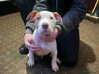 Mixed Breed dogs Male puppy for sale - Advert 1