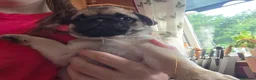 Pug dogs for sale: One Male Pug Puppy  in Blairgowrie - Advert 5