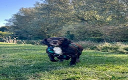Sprocker dogs for sale: 2 exceptional dogs. - Image 4