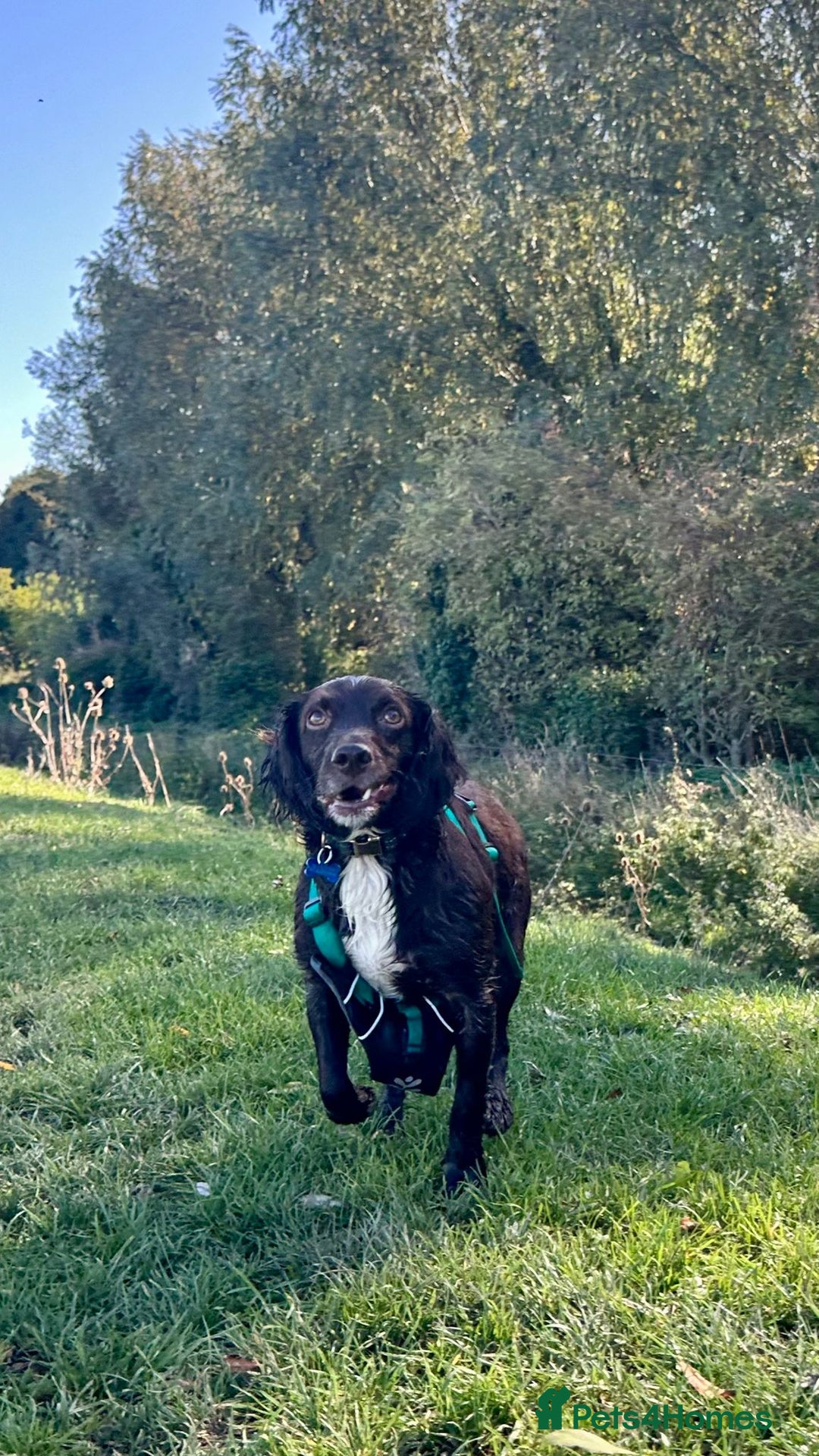 Sprocker dogs for sale: 2 exceptional dogs. - Image 4