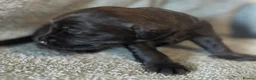 Goldador dogs for sale: 8 gorgeous black goldadors  - Advert 24