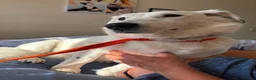 Mixed Breed dogs for adoption: Mica - Norwich Norfolk  in Norwich - Advert 2