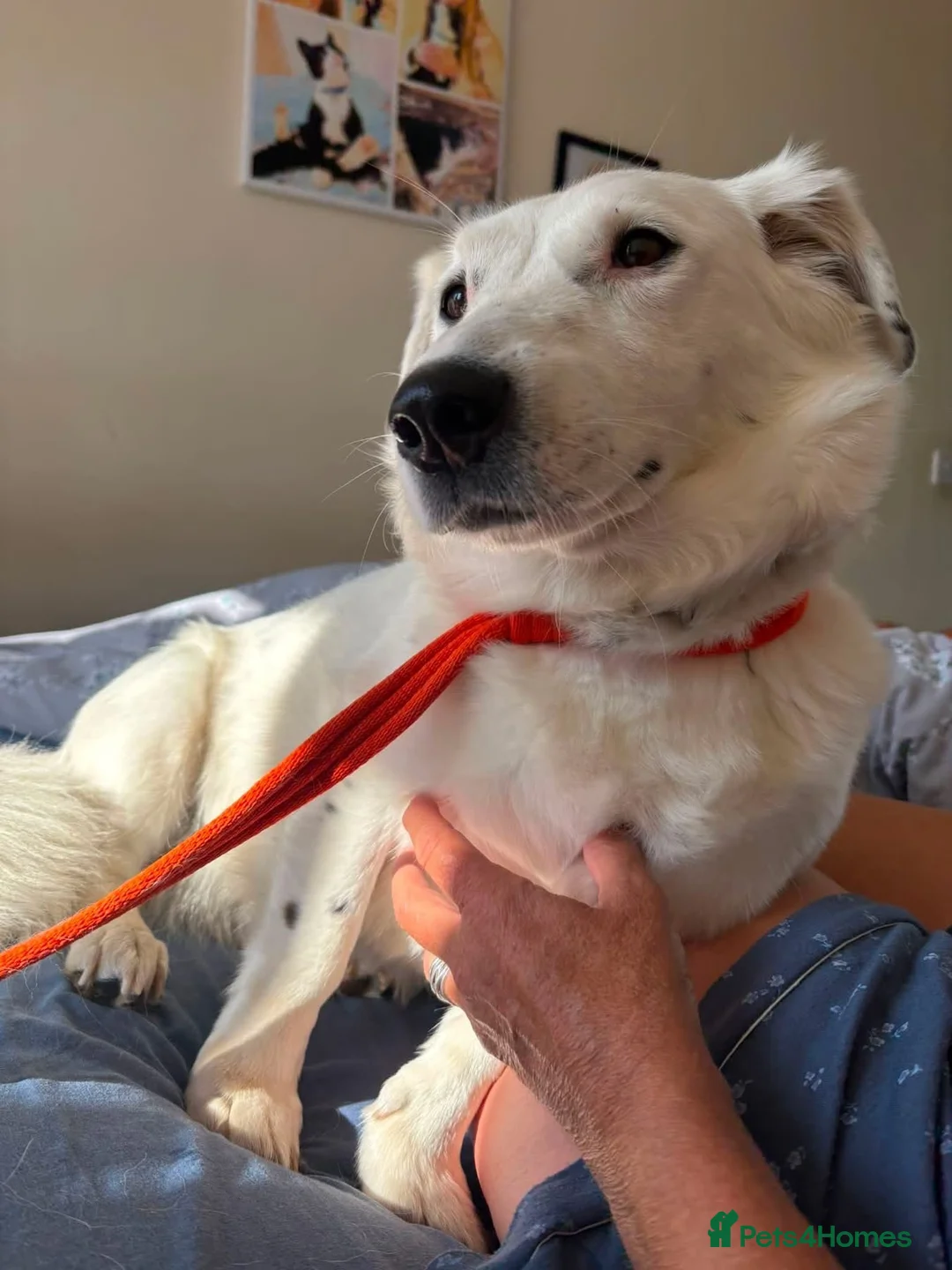 Mixed Breed dogs for adoption: Mica - Norwich Norfolk  in Norwich - Advert 2