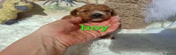 Cockapoo dogs for sale: Cockapoo Puppies PRA Clear! 262 DNA tests clear!KC - Advert 36