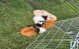 Guinea Pig rodents for sale: Female Guinea Pigs - Image 3