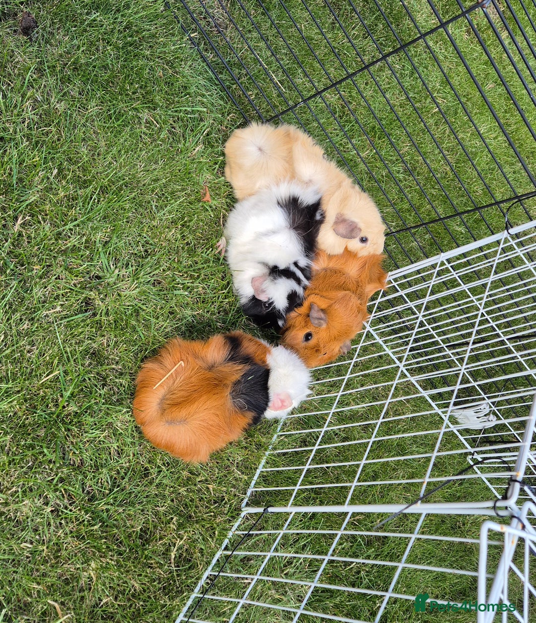 Guinea Pig rodents for sale: Female Guinea Pigs - Image 3