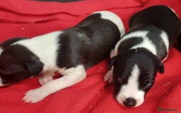 Whippet dogs for sale: KC HEART AND HEALTH TESTED WHIPPETS - Image 35