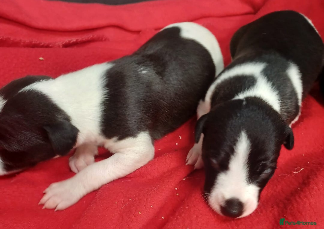 Whippet dogs for sale: KC HEART AND HEALTH TESTED WHIPPETS - Image 35