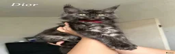Maine Coon cats for sale: Champion line Maine Coon Kittens- TICA Registered  - Advert 10