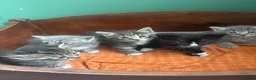 Mixed Breed cats for sale: 5 mixed breed kittens - Advert 11