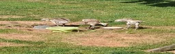 Emus poultry for sale: Rhea chicks for sale in Stafford - Advert 3