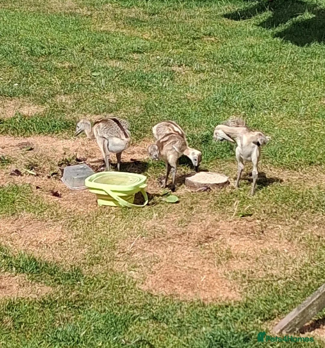 Emus poultry for sale: Rhea chicks for sale in Stafford - Advert 3